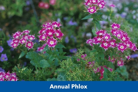 Annual-Phlox-1024x683.jpg