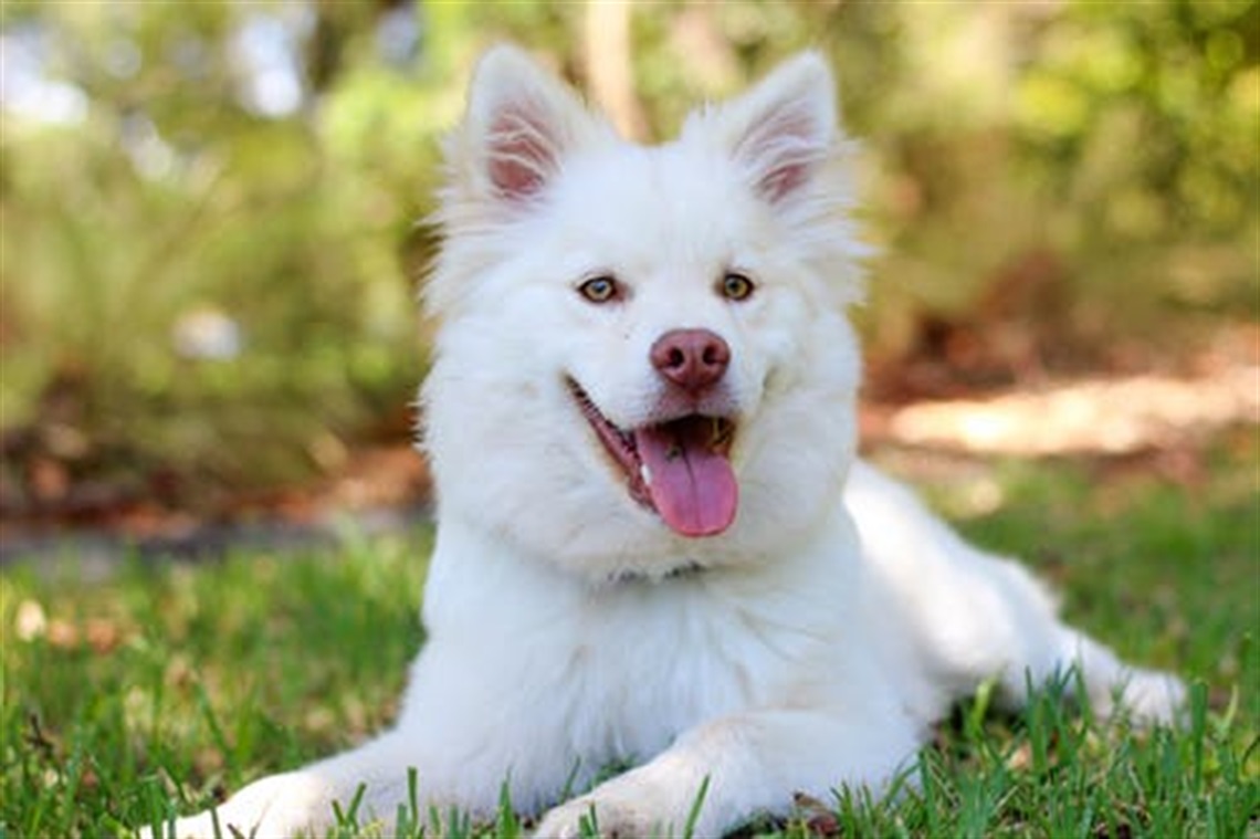 White dog at the park