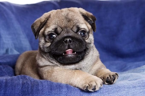 An impossibly cute pug puppy smiling at the camera