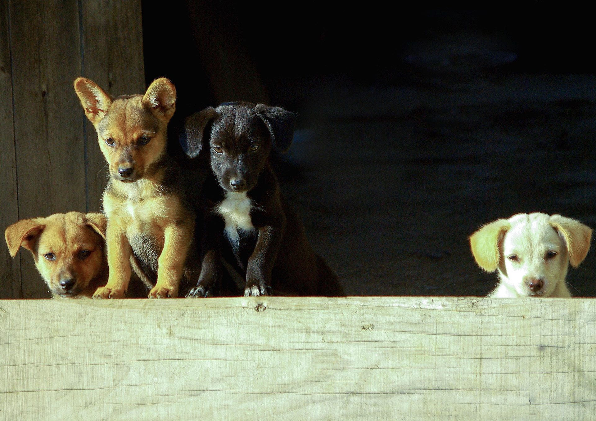 Dogs