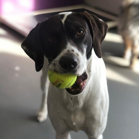 Dog with tennis ball in mouth. 