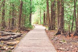 shaded walking trail with trees along path